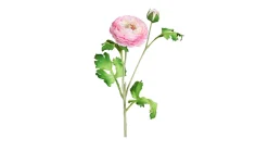Ranunkel 60 cm