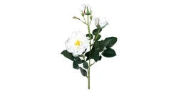 Rosenzweig 64cm