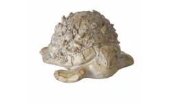 Schildkröte Elysia
