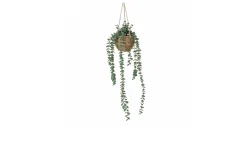 Topfpflanze Eukalyptus 78 cm